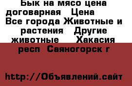 Бык на мясо цена договарная › Цена ­ 300 - Все города Животные и растения » Другие животные   . Хакасия респ.,Саяногорск г.